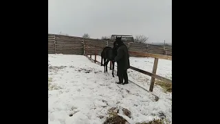 НАПАДЕНИЕ ЛОШАДИ НА ЧЕЛОВЕКА😱ШОК! ЛОШАДЬ АТАКУЕТ!😂😝