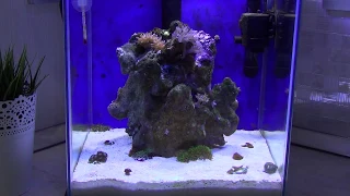 Бюджетный  (Нано Риф) морской аквариум. Часть 1