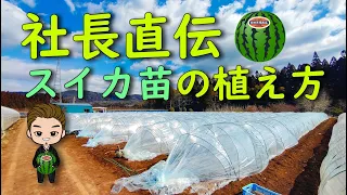 【農業】スイカ苗の植え付けと農業経営の考え方など