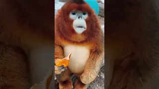 Monkey Reaction funny videos comedy funny Reaction videos belonging funny voice reaction videovlogs