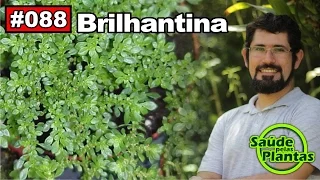 Saúde Pelas Plantas - Brilhantina [diabetes, colesterol, efeitos da radiação]