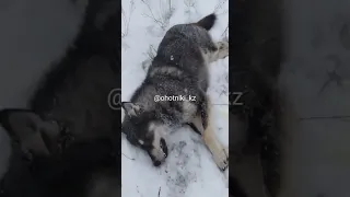 на Западе Казахстана застрелили волка с необычным окрасом