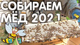 Собираем МЁД. Урожай мёда 2021.