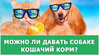 ПОЧЕМУ СОБАКАМ НЕЛЬЗЯ ДАВАТЬ КОШАЧИЙ КОРМ?