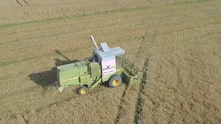 Winter wheat harvest with Fortschritt E-514 2019