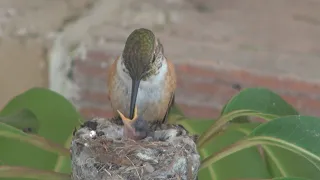 Baby Rufous hummingbirds life cycle. Chapter 1