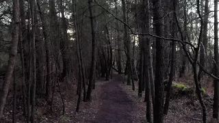 Brocéliande Forest