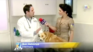 Primeros Auxilios en Urgencias en Veterinarias en Perros | Hospital Veterinario Animal Home