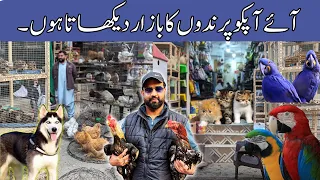 College Road Birds Market Rawalpindi | Pets Give Away | Cats | Dogs | Exotic birds | Aseel Murga