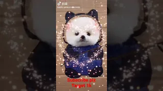 Mini Pomeranian 🔴 Funny and Cute Pomeranian Videos best tiktok viral | Funny Puppy Videos 2021