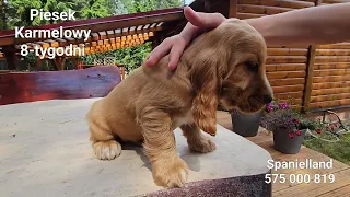 Cocker Spaniel Angielski, piesek Karmelovy 8-tygodni . Spanielland.