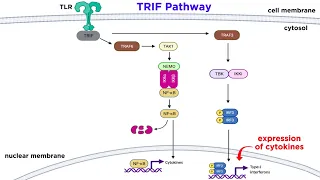 Pattern Recognition Receptors