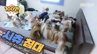 What You Can Do With Lots Of Shih Tzus EP2 - Shih Tzu-ish Bed