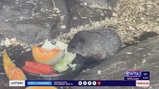 Punxsutawney Phil and wife Phyllis announce names of pups
