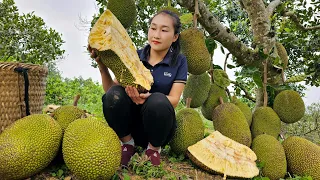 265 Days: How to make pickles, harvest jackfruit, sweet potatoes, green vegetables | Ly Thi Tam