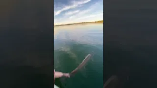 50” Muskie on Lake Harriet