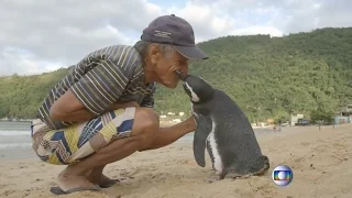 Grenzenlose Freundschaft: Pinguin schwimmt 8000 Kilometer zu seinem Retter | DER SPIEGEL