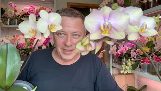 от КАЛИЯ будут ГУЩИ цветоносов у орхидей и орхидеи кучеряво зацветут / МИФ или РЕАЛЬНОСТЬ