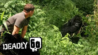 Gorilla shows Steve who's boss! | Deadly 60 | BBC Earth Kids