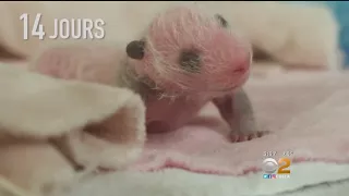 French Zoo Shows Off Growth Of Month-Old Baby Panda