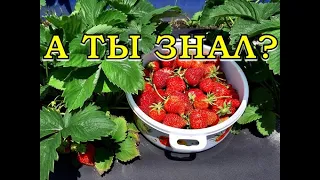 Хитрости, которые увеличат урожай КЛУБНИКИ в 2 раза🍓🍓🍓