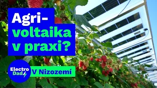 Agrivoltaika v holandské praxi? | Solární panely nad malinami či třešněmi | Electro Dad # 414