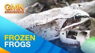 Hibernation facts about Wood Frogs | Wonders of Creation