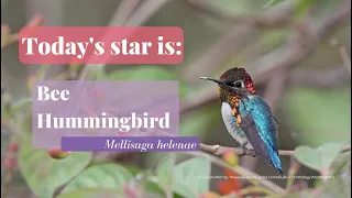 Trochilidae Tuesday: Bee Hummingbird