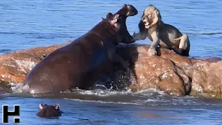 Это Нужно Видеть / Случаи с Животными Снятые на Камеру