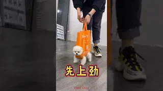 【Compilation】Dog Pet Puppy Pomeranian Grooming Teddy bear style ! dogs story! #short 43