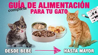 GUÍA de ALIMENTACIÓN PARA GATOS de todas las edades 🐱 | Tomas y cantidad en toda la vida de tu gato