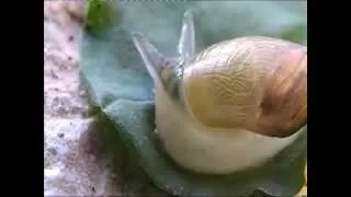 Leucochloridium paradoxum - Parasitic worms in snail