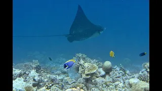 Great snorkeling - Maldives- Reethi Faru Resort - Februrary 2023