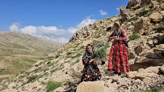 Nomadic woman picking a mountain plant in the wild mountains