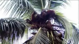 Orangutan on Fire