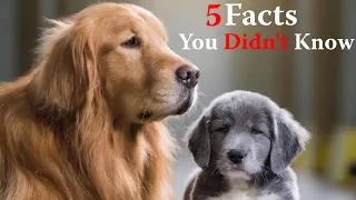 5 Facts About Golden Retrievers You Didn't Know!