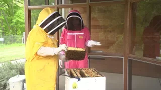 The Balancing Act: Bee The Change