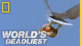 Eagle vs. Toxic Snake | World's Deadliest