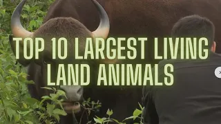 Top 10 Largest Living Land Animals