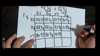 DIHYBRID CROSSING