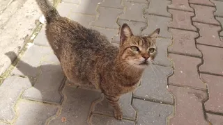 A Pregnant Cat And Her Shy Teenage Cat Are Hungry.