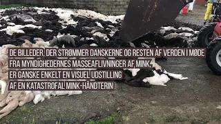 Katastrofal mink-håndtering