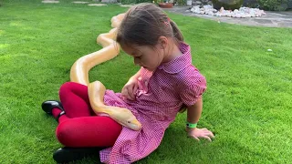 16ft Reticulated Python finds comfort on child’s lap.