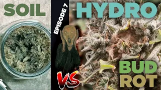 Soil vs Hydro: Episode 7 Attack of the Bud Rot, Salvage and Destroy RDWC Contaminated Buds and Fix