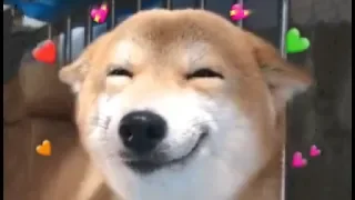 when they call u a good boi