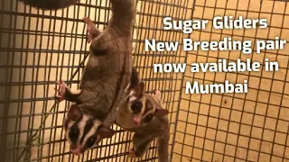 Sugar gliders new breeding pair now available in Mumbai #shorts