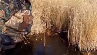 Muskrat Trapping made simple.