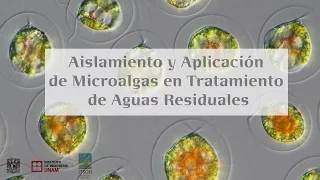 Aislamiento y aplicación de microalgas en tratamiento de aguas residuales