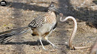 Roadrunner Fight Rattlesnake | ATP Earth