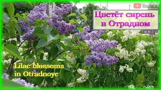 Цветёт сирень в Отрадном - Lilac blossoms in Otradnoye